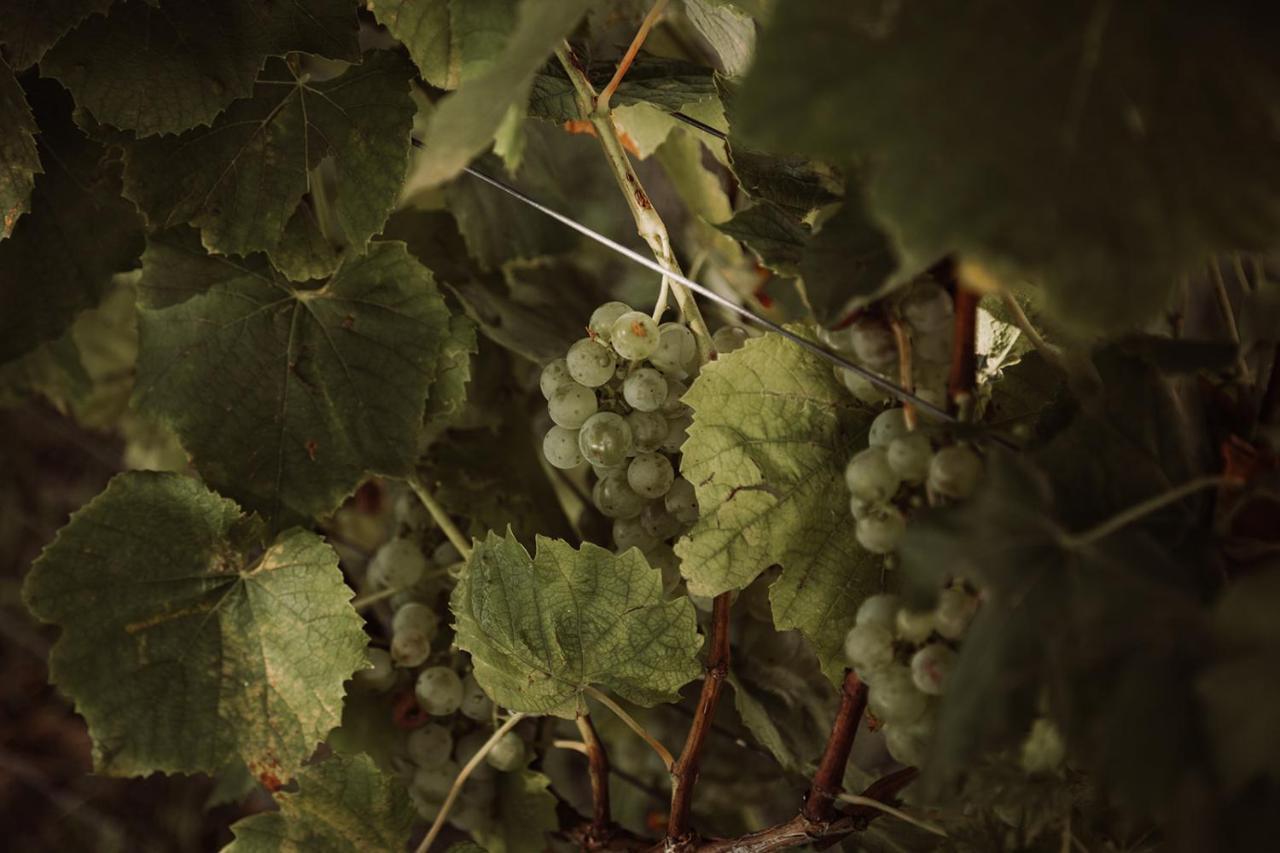 Вилла Weingut Kollerhof Am Eichberg Лойчах Экстерьер фото