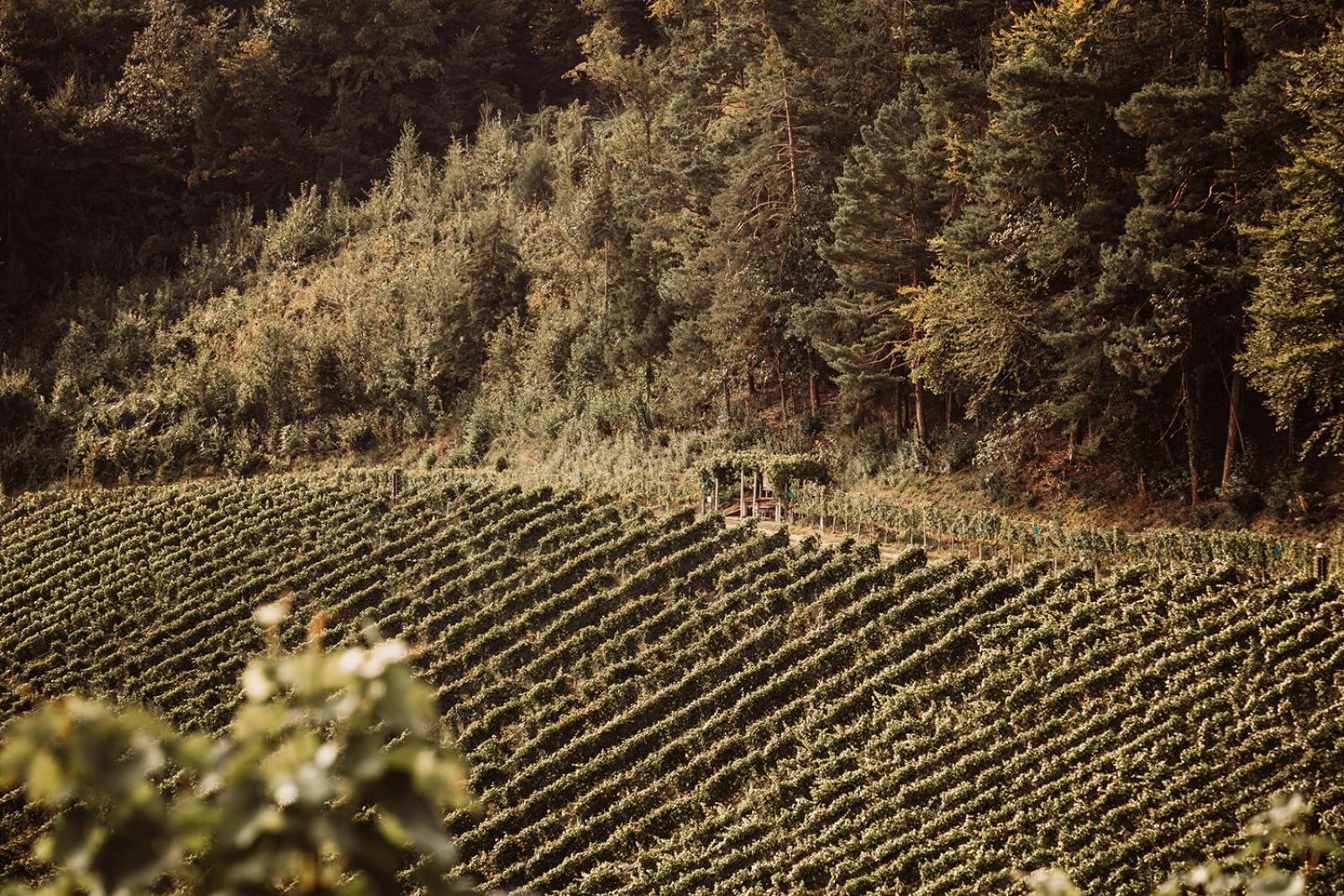 Вилла Weingut Kollerhof Am Eichberg Лойчах Экстерьер фото